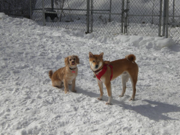 Buddies