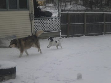 Cedar & Sadie!