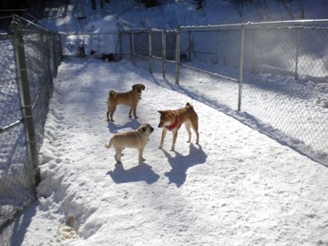 Zeke, Rawley & Axel