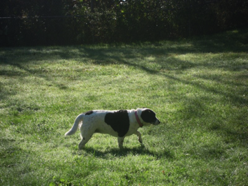 Sadie