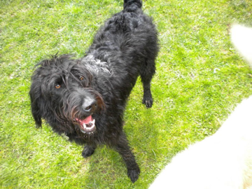 Toby
